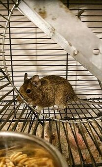 Osmák degu