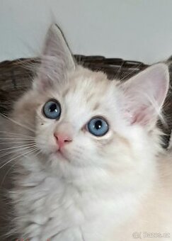 Kočičky  ragdoll s PP,