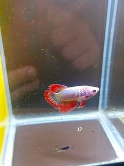 Betta Splendens - Betta bojovnice (samec 17) - 1