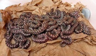 Epicrates cenchria alvarezi Argentine Rainbow Boa NZ 5/2025