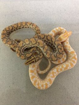 Epicrates cenchria cenchria a maurus,python regius - 1