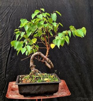 Bonsai, Bonsaj - Briza Belokora 5