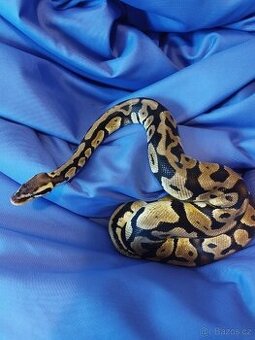 Krajta královská