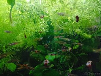 Endlerky - Živorodka Wingeova