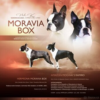 Boston Terrier  - štěně - fenka