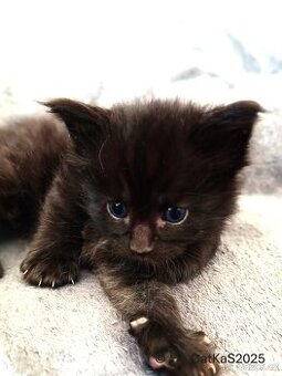 PRODÁM  BEZ PP MAIN. MÝVALÍHO KOCOURKA