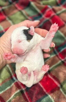 Miniaturní bulteriér