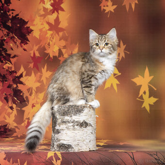 Sibiřská kočka -  kočička s PP