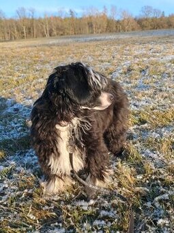 Čínský chocholatý pes osrstěný s PP