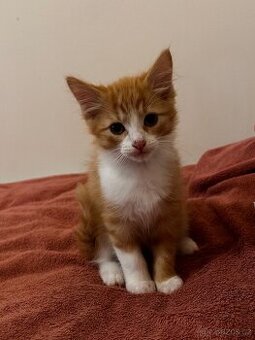 Krásná koťátka – 2,5 měsíce, po ragdoll kocourovi