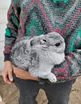 Krásný Zakrslý Králíček