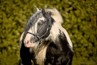 Irský cob připouštění - 1