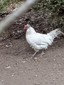 Araukana Levandulová