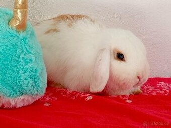 Samička Zakrslý Beránek MiniLop ❤️🍀