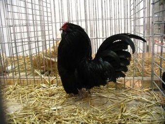 Koupím Antverpské vousáče černé