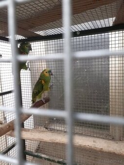 Amazoňan modročelý jižní - xanthopteryx