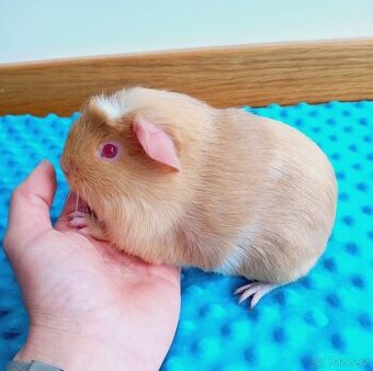 Morče - morčata - samička z reg. CHS