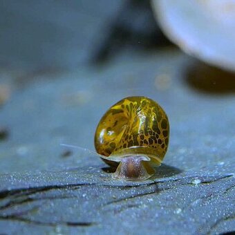 Akvarijní šneci - Okružák Kanadský hnědý(Leopard);10+5zdarma