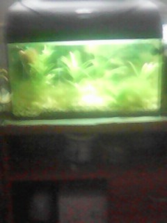 AKVARIJNI SET DIVERSA NA 38 LITRU S OSVETLENIM PLUS FILTR