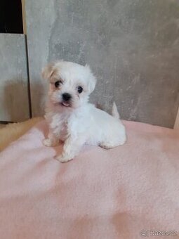 Maltézský psík maltezaček