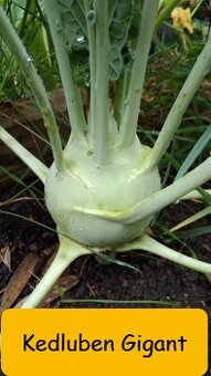 Semínka kadeřávek, asijské saláty, kedluben, cibule, pórek