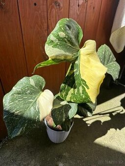 Monstera alba rostlina 17 cm