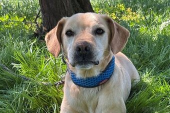 Rami ❤ hravý labrador ❤