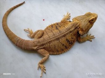 Agama vouskata - 1