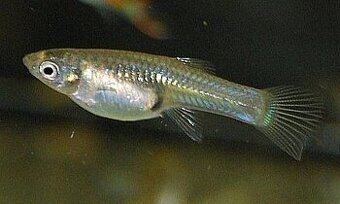 Endlerky - 1