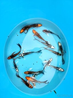 Butterfly koi