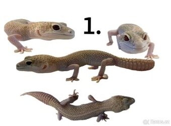 Prodáme gekončíky noční