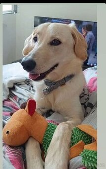 Fenka labrador