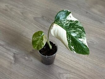 Monstera Deliciosa Albo Variegata