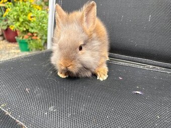 Zakrslý králík teddy gen sameček k odběru ♥️