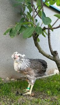 Araucana strieborná