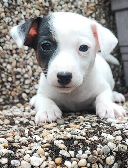 Jack Russel terier, kouzelná štěňátka