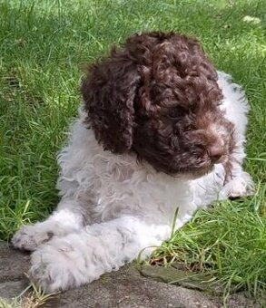 Lagotto romagnolo - pejsek