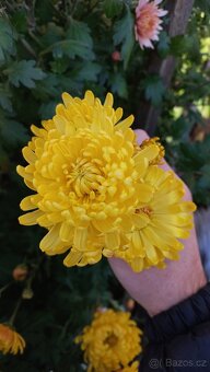 Listopádky, chrysanthemum