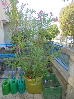 OLEANDR - vzrostlý mohutný 230 cm - plnokvětý