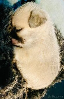 Čistokrevné štěňátko Mini čivavy - ideální společník 🐾❤️