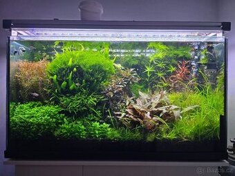 Prodám akvarijní rostliny rotala hra, javsky mech, Cryptocor