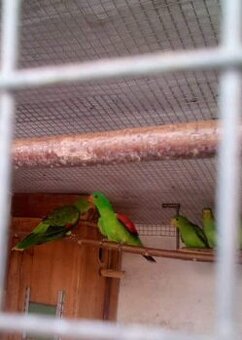 Papoušek červenokřídlý, papoušek královský a penanti