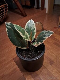 Pokojová rostlina fikus