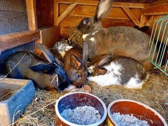 PRODÁM SAMICI SE SEDMI KRÁLIČATY.