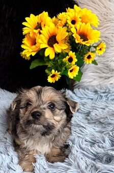 Jorkšírský teriér - holka merle "Izzie" s PP nar. 7.9.2025