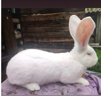 Belgický obr bílý černooký