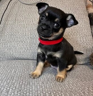 Jorkšírský teriér roztomilé štěňata