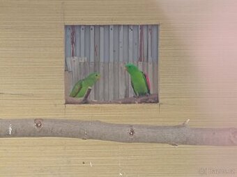 Koupím červenokřidly