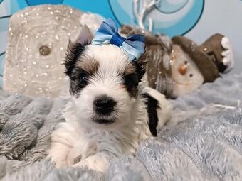 Biewer, golddust jorkšírský teriér s PP