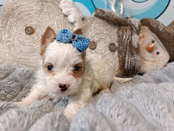 Biewer, golddust jorkšírský teriér s PP